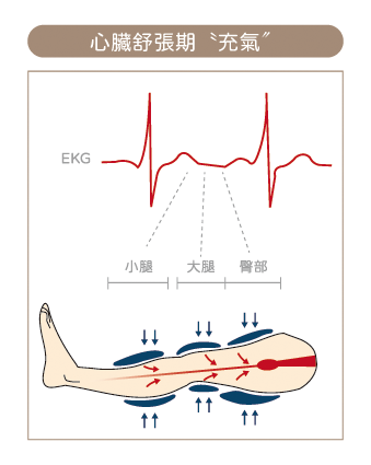 心臟舒張期與收縮期 1