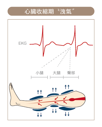 心臟舒張期與收縮期 2